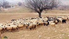 گوسفند لری بختیاری؛ گوسفند گوشتی و غول‌پیکری که بهترین نژاد گوسفند در ایران است