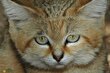 اطلاعاتی تکان‌دهنده درباره «گربه شنی»؛ این گربه ملوس یک قاتل بی‌رحم است!