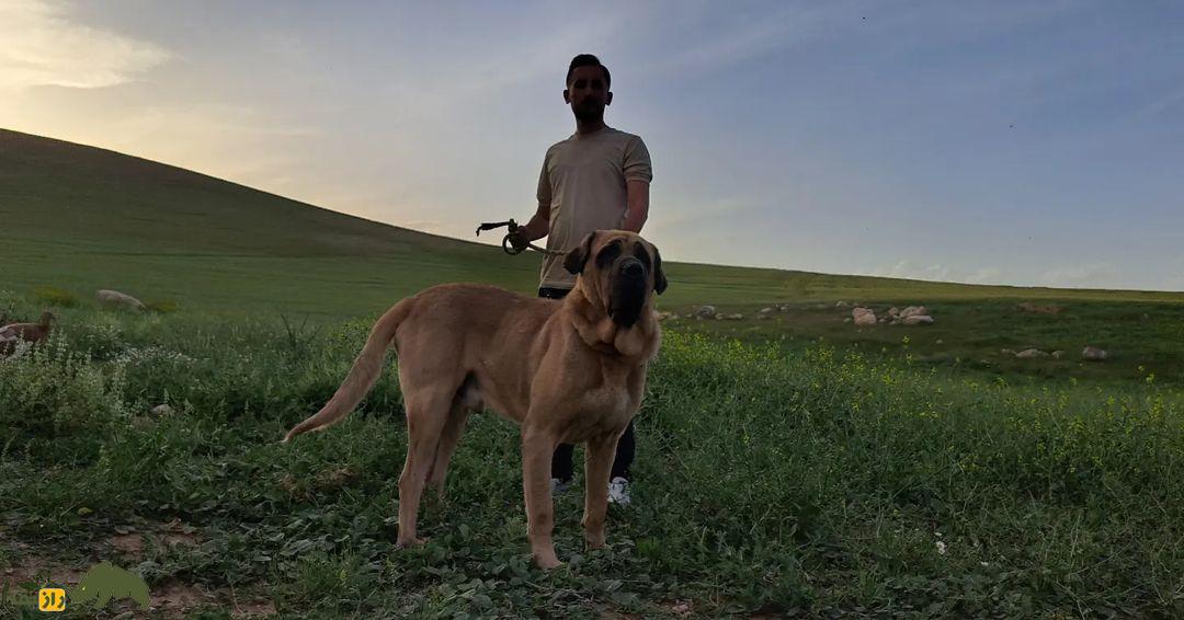 سگ «پِژدَر»؛ سگ کردی ۹۱ کیلویی با ۵۰۰۰ سال قدمت؛ قویترین سگ گله جهان را بشناسید