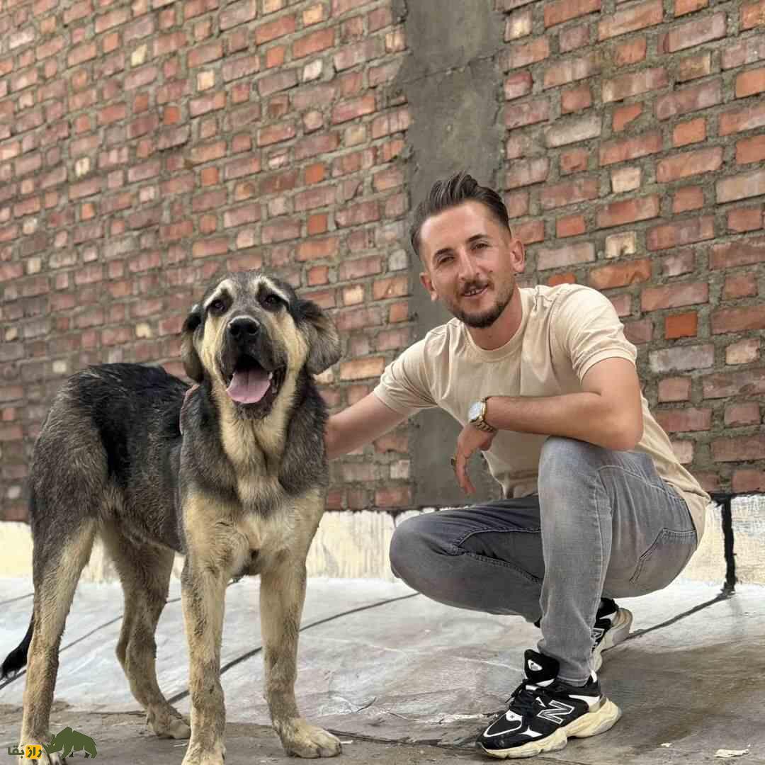 سگ «پِژدَر»؛ سگ کردی ۹۱ کیلویی با ۵۰۰۰ سال قدمت؛ قویترین سگ گله جهان را بشناسید