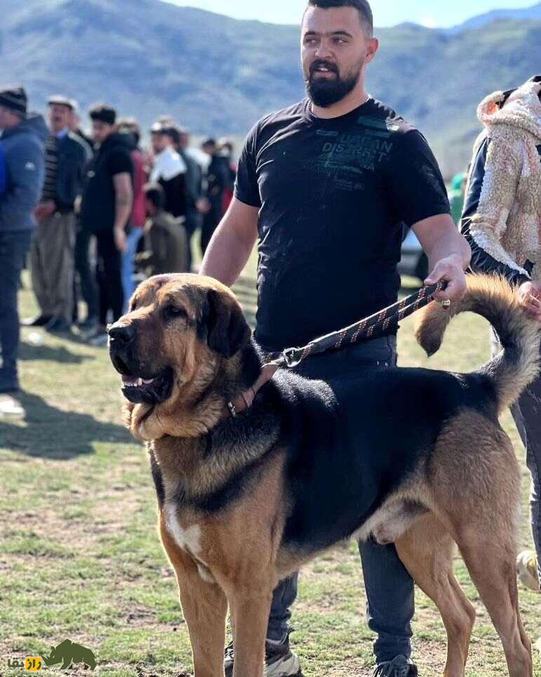 سگ «پِژدَر»؛ سگ کردی ۹۱ کیلویی با ۵۰۰۰ سال قدمت؛ قویترین سگ گله جهان را بشناسید