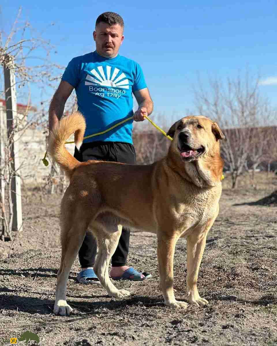 سگ «پِژدَر»؛ سگ کردی ۹۱ کیلویی با ۵۰۰۰ سال قدمت؛ قویترین سگ گله جهان را بشناسید
