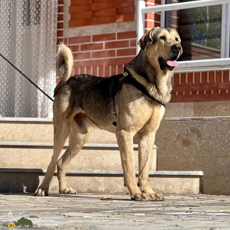 سگ «پِژدَر»؛ سگ کردی ۹۱ کیلویی با ۵۰۰۰ سال قدمت؛ قویترین سگ گله جهان را بشناسید