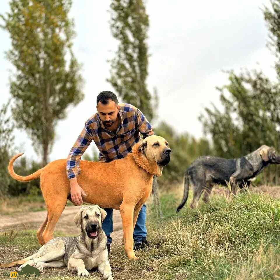 سگ «پِژدَر»؛ سگ کردی ۹۱ کیلویی با ۵۰۰۰ سال قدمت؛ قویترین سگ گله جهان را بشناسید