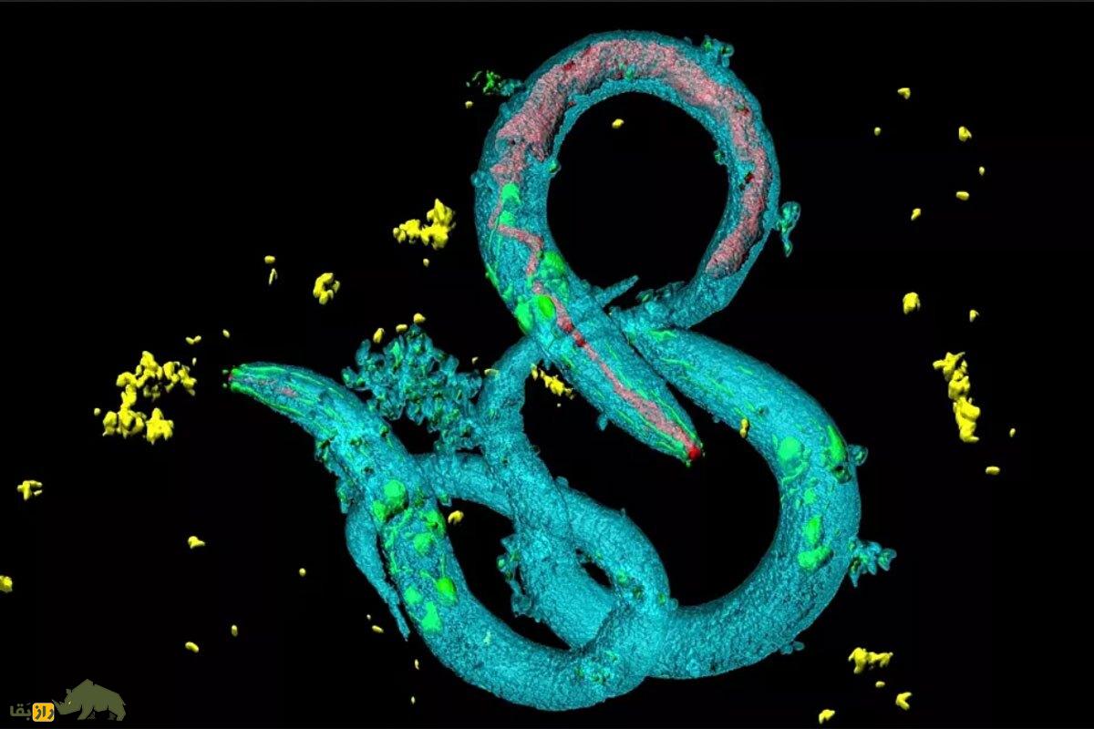 این حیواناتپ میتوانند بیماریهای انسانها را تشخیص دهند! این حیواناتپ میتوانند بیماریهای انسانها را تشخیص دهند!