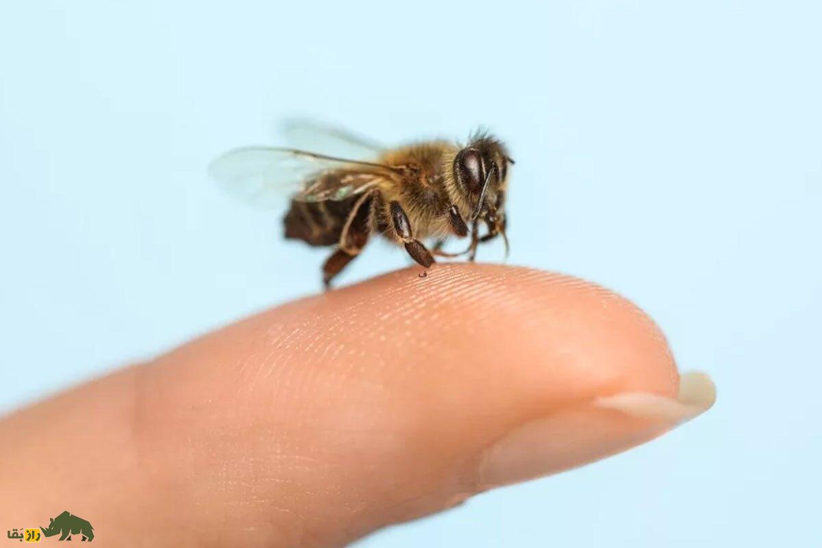 این حیواناتپ میتوانند بیماریهای انسانها را تشخیص دهند! این حیواناتپ میتوانند بیماریهای انسانها را تشخیص دهند!