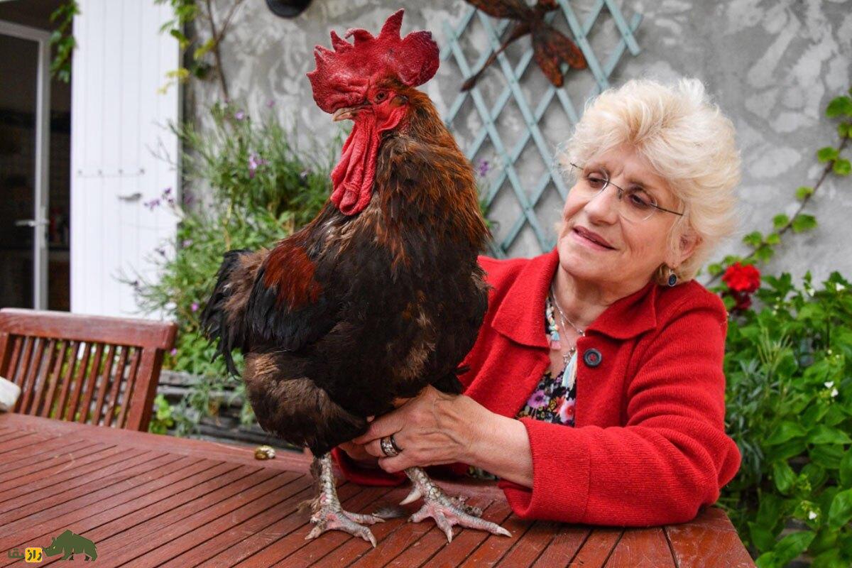 خروس چگونه نماد فرانسه شد؟