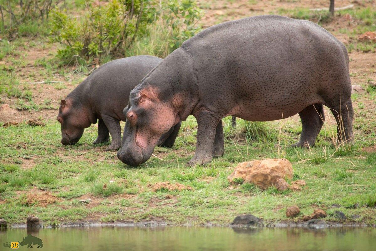 کشف تکان‌دهنده دانشمندان: اسب‌های آبی می‌توانند «پرواز کنند»!