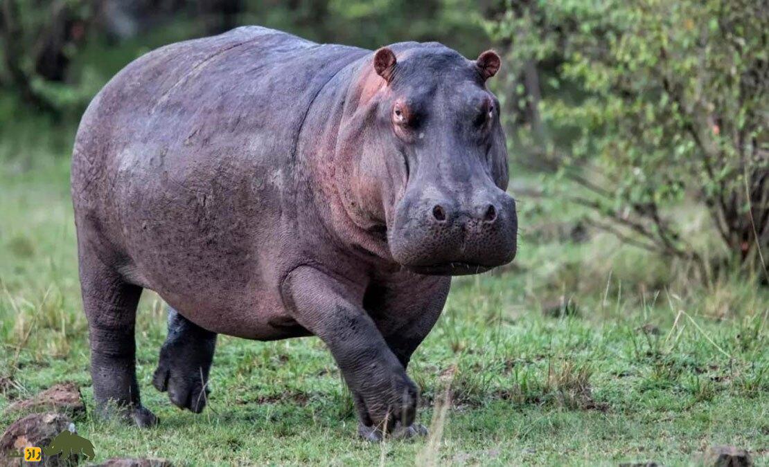 کشف تکان‌دهنده دانشمندان: اسب‌های آبی می‌توانند «پرواز کنند»!