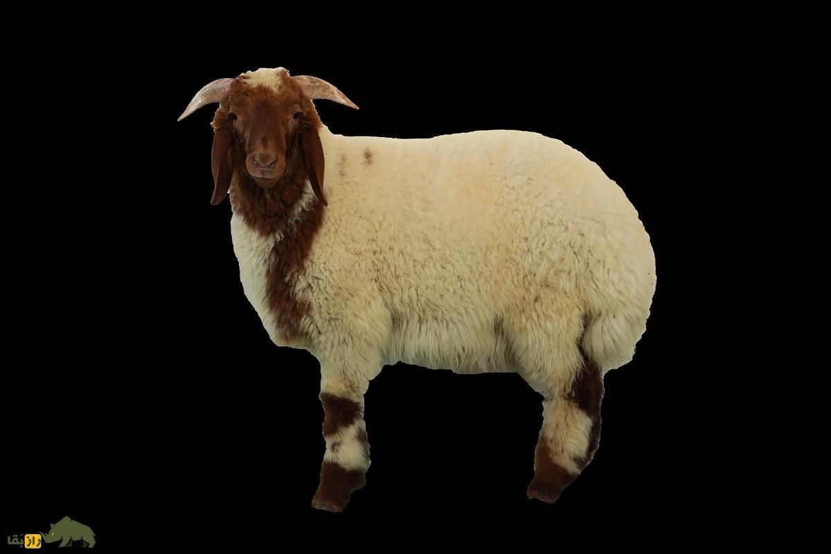 «گوسفند النُعیمی»؛ گوسفند عربستانی ۷۰ کیلویی که بزرگترین تولیدکننده شیر در خاورمیانه است