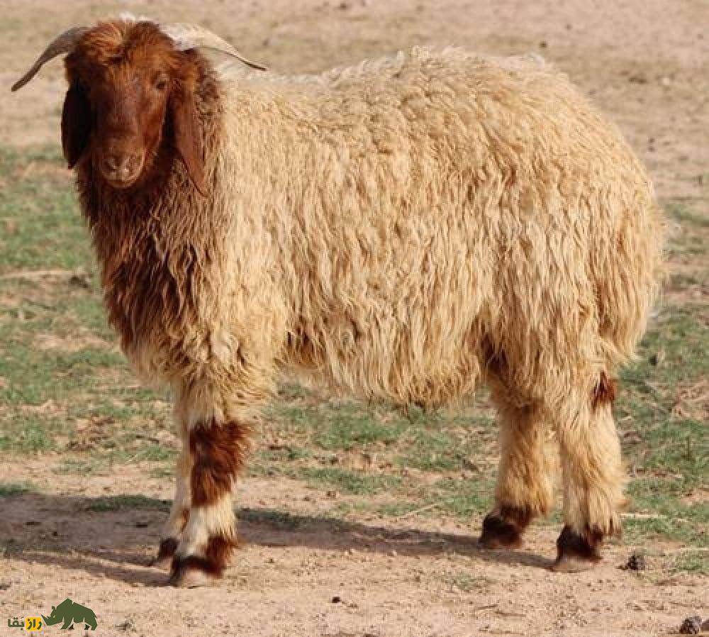 «گوسفند النُعیمی»؛ گوسفند عربستانی ۷۰ کیلویی که بزرگترین تولیدکننده شیر در خاورمیانه است «گوسفند النُعیمی»؛ گوسفند عربستانی ۷۰ کیلویی که بزرگترین تولیدکننده شیر در خاورمیانه است