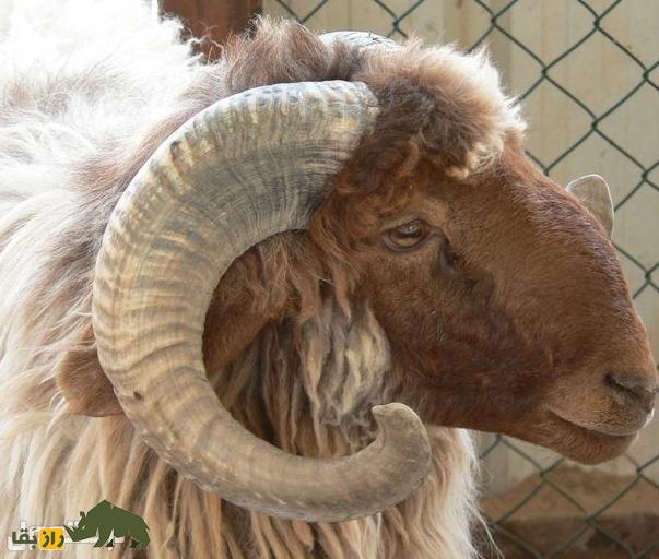 «گوسفند النُعیمی»؛ گوسفند عربستانی ۷۰ کیلویی که بزرگترین تولیدکننده شیر در خاورمیانه است «گوسفند النُعیمی»؛ گوسفند عربستانی ۷۰ کیلویی که بزرگترین تولیدکننده شیر در خاورمیانه است