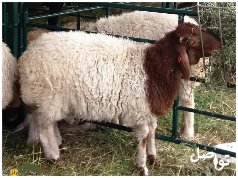 «گوسفند النُعیمی»؛ گوسفند عربستانی ۷۰ کیلویی که بزرگترین تولیدکننده شیر در خاورمیانه است «گوسفند النُعیمی»؛ گوسفند عربستانی ۷۰ کیلویی که بزرگترین تولیدکننده شیر در خاورمیانه است
