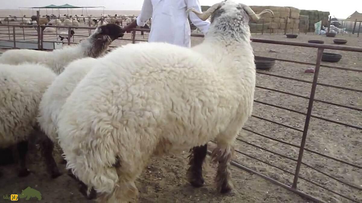 «گوسفند النُعیمی»؛ گوسفند عربستانی ۷۰ کیلویی که بزرگترین تولیدکننده شیر در خاورمیانه است «گوسفند النُعیمی»؛ گوسفند عربستانی ۷۰ کیلویی که بزرگترین تولیدکننده شیر در خاورمیانه است