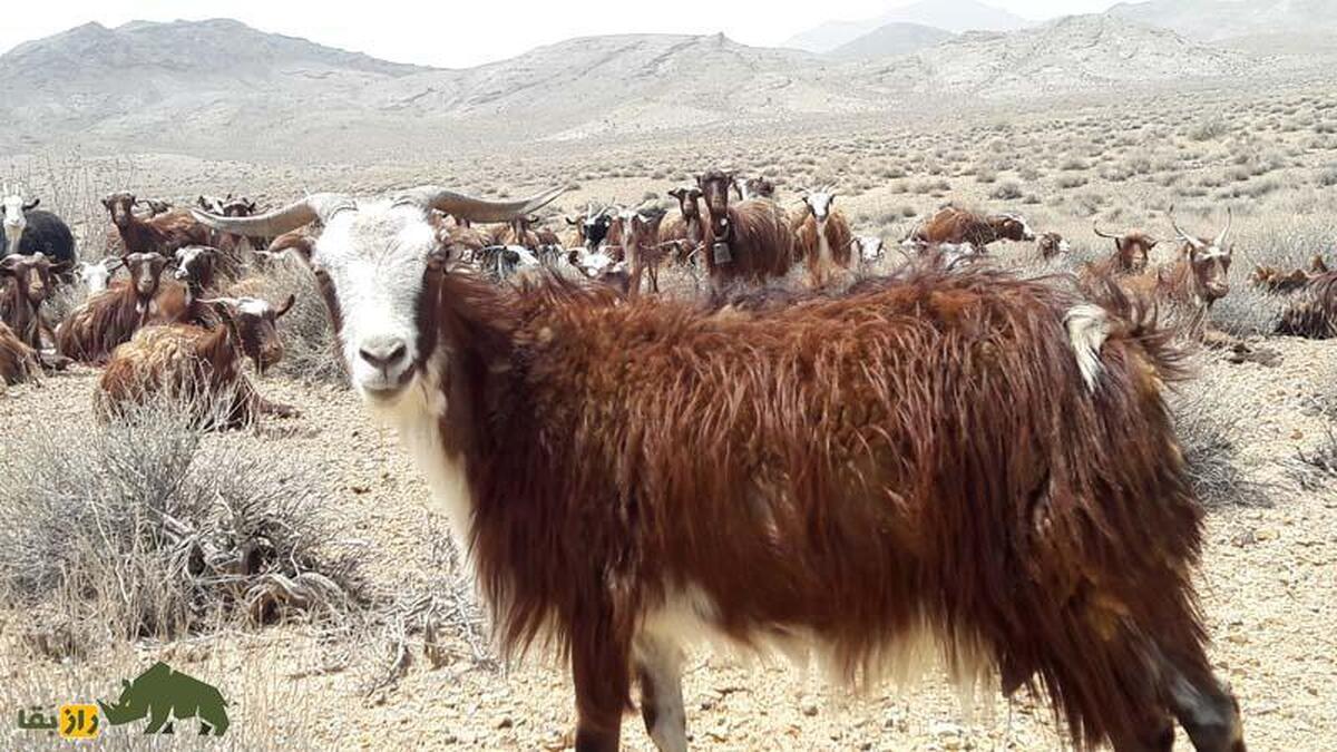 «بز ندوشن»؛ بز یزدی با بهترین کرک جهان که «پنیر معروف ندوشن» را تولید می‌کند