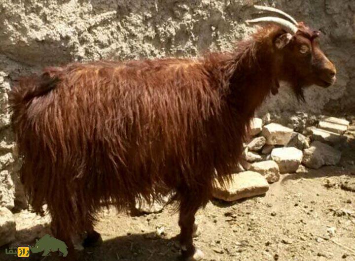 «بز ندوشن»؛ بز یزدی با بهترین کرک جهان که «پنیر معروف ندوشن» تولید میکند «بز ندوشن»؛ بز یزدی با بهترین کرک جهان که «پنیر معروف ندوشن» تولید میکند