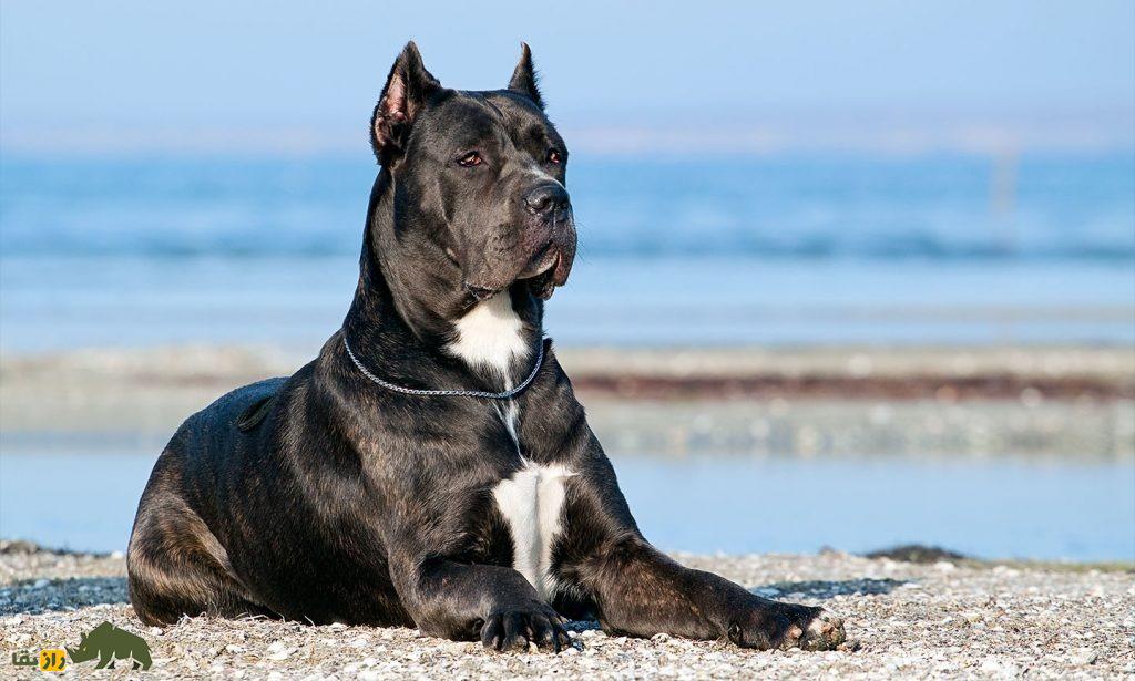 کانه کورسو؛ سگ ایتالیایی که در جنگ‌های روم باستان شعله‌های آتش را بر سر دشمنان می‌ریخت