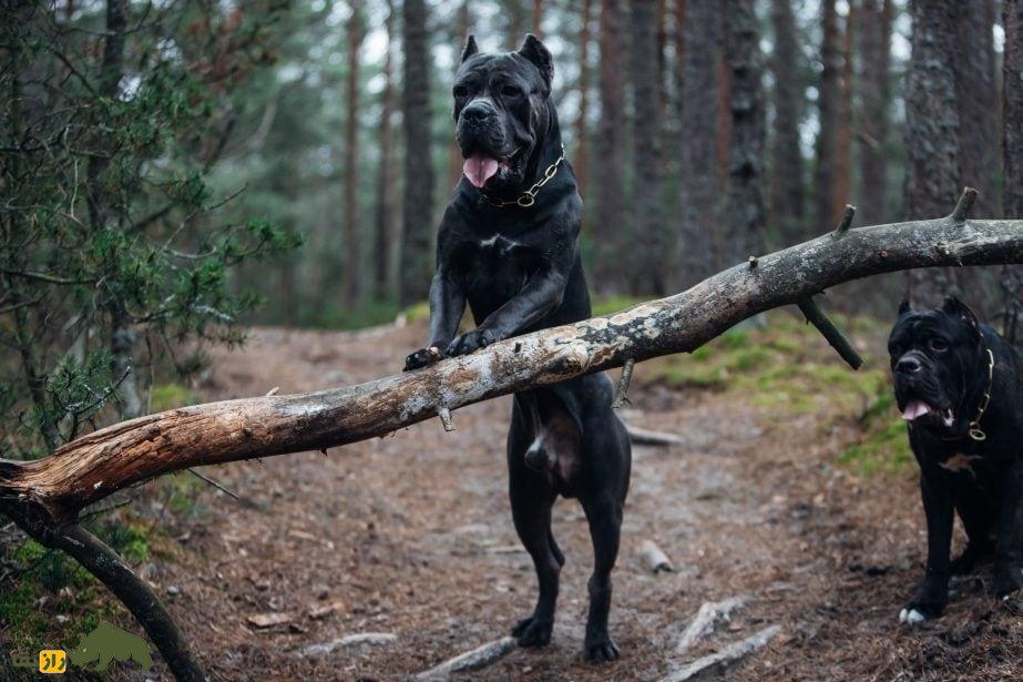 کانه کورسو؛ سگ ایتالیایی که در جنگ‌های روم باستان شعله‌های آتش را بر سر دشمنان می‌ریخت