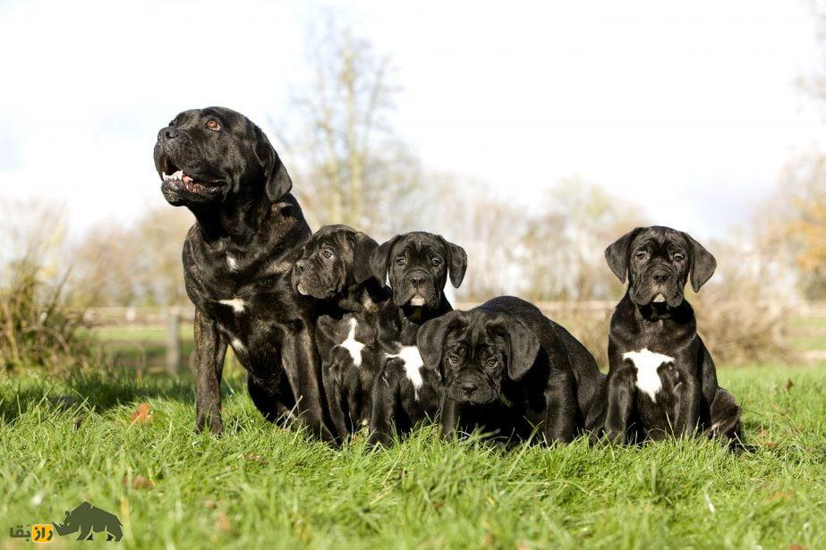 کانه کورسو؛ سگ ایتالیایی که در جنگ‌های روم باستان شعله‌های آتش را بر سر دشمنان می‌ریخت