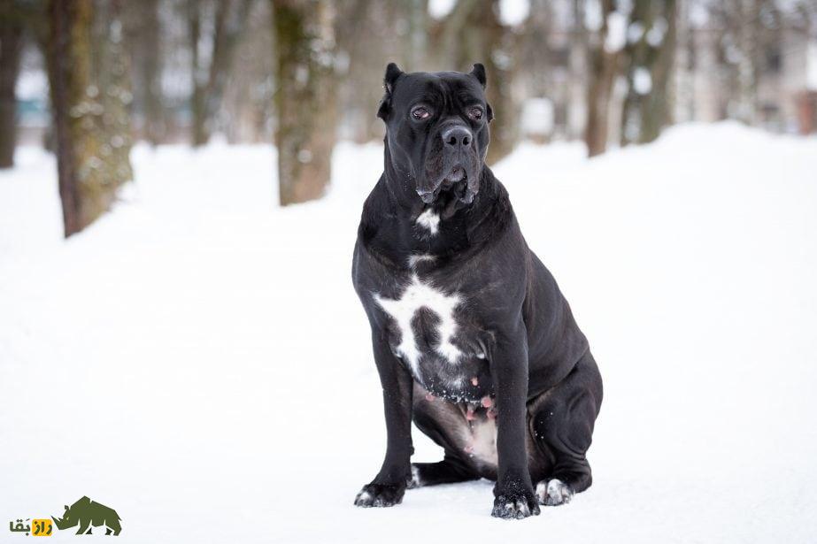 کانه کورسو؛ سگ ایتالیایی که در جنگ‌های روم باستان شعله‌های آتش را بر سر دشمنان می‌ریخت