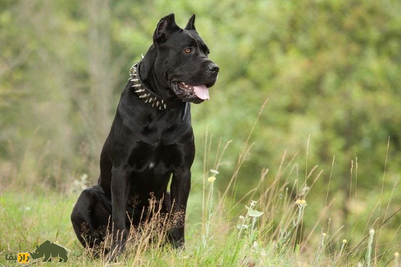 کانه کورسو؛ سگ ایتالیایی که در جنگ‌های روم باستان شعله‌های آتش را بر سر دشمنان می‌ریخت