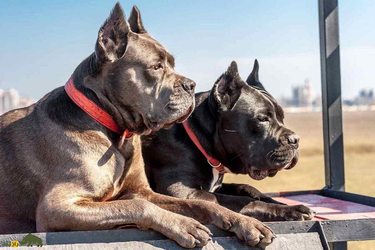 کانه کورسو؛ سگ ایتالیایی که در جنگ‌های روم باستان شعله‌های آتش را بر سر دشمنان می‌ریخت