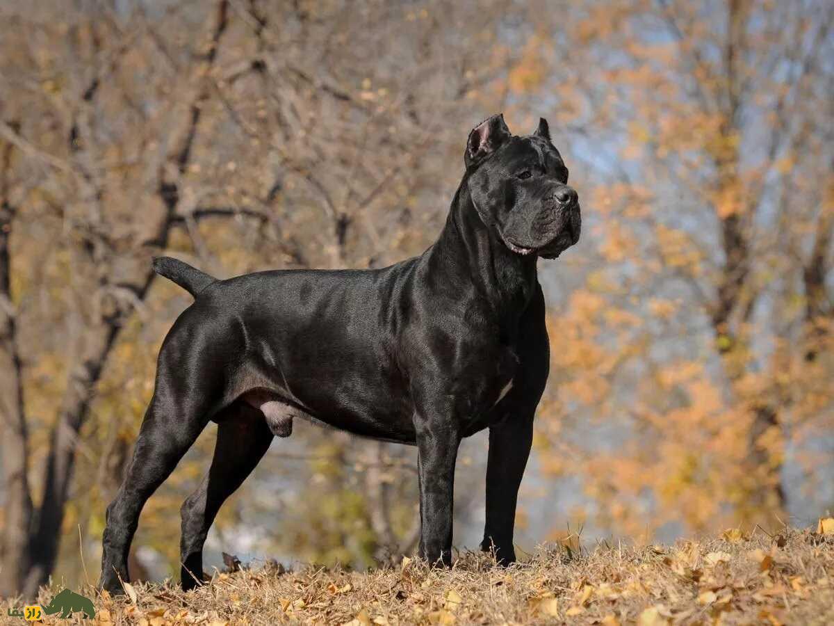 کانه کورسو؛ سگ ایتالیایی که در جنگ‌های روم باستان شعله‌های آتش را بر سر دشمنان می‌ریخت