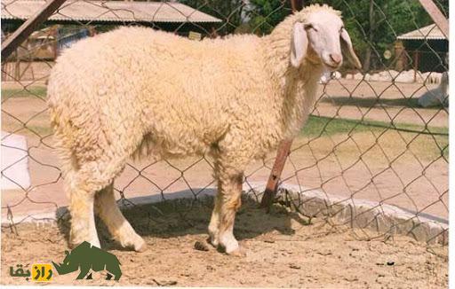 گوسفند مظفر؛ بزرگترین و سنگینترین گوسفند هند گوسفند مظفر؛ بزرگترین و سنگینترین گوسفند هند