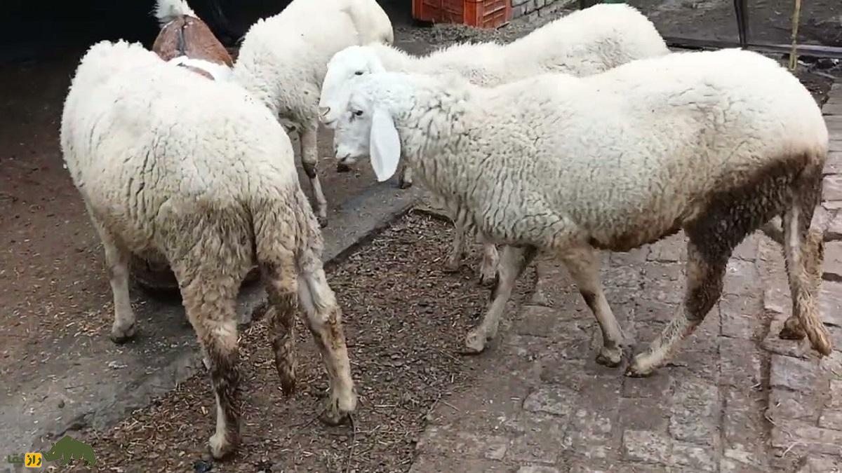 گوسفند مظفر؛ بزرگترین و سنگینترین گوسفند هند گوسفند مظفر؛ بزرگترین و سنگینترین گوسفند هند