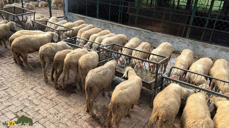 گوسفند مظفر؛ بزرگترین و سنگینترین گوسفند هند گوسفند مظفر؛ بزرگترین و سنگینترین گوسفند هند