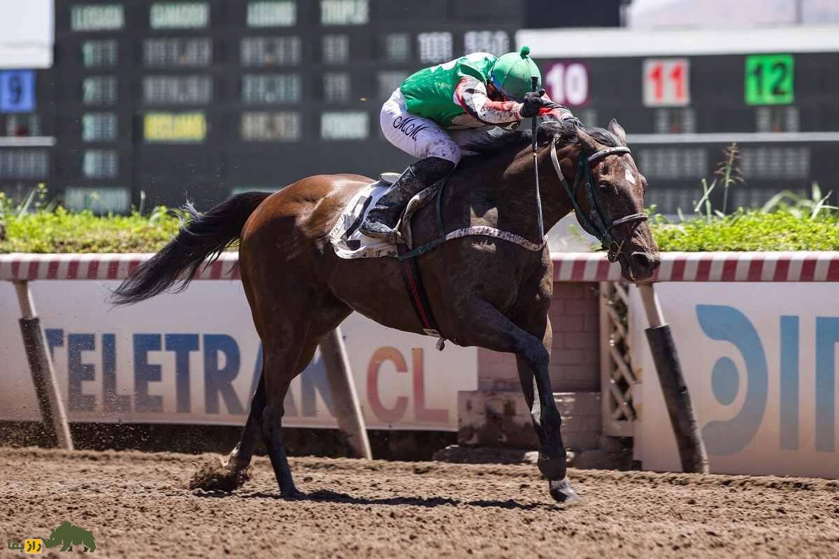 «فوسایچی پگاسوس»؛ اسبی که ارزش آن از لیونل مسی بیشتر است «فوسایچی پگاسوس»؛ اسبی که ارزش آن از لیونل مسی بیشتر است