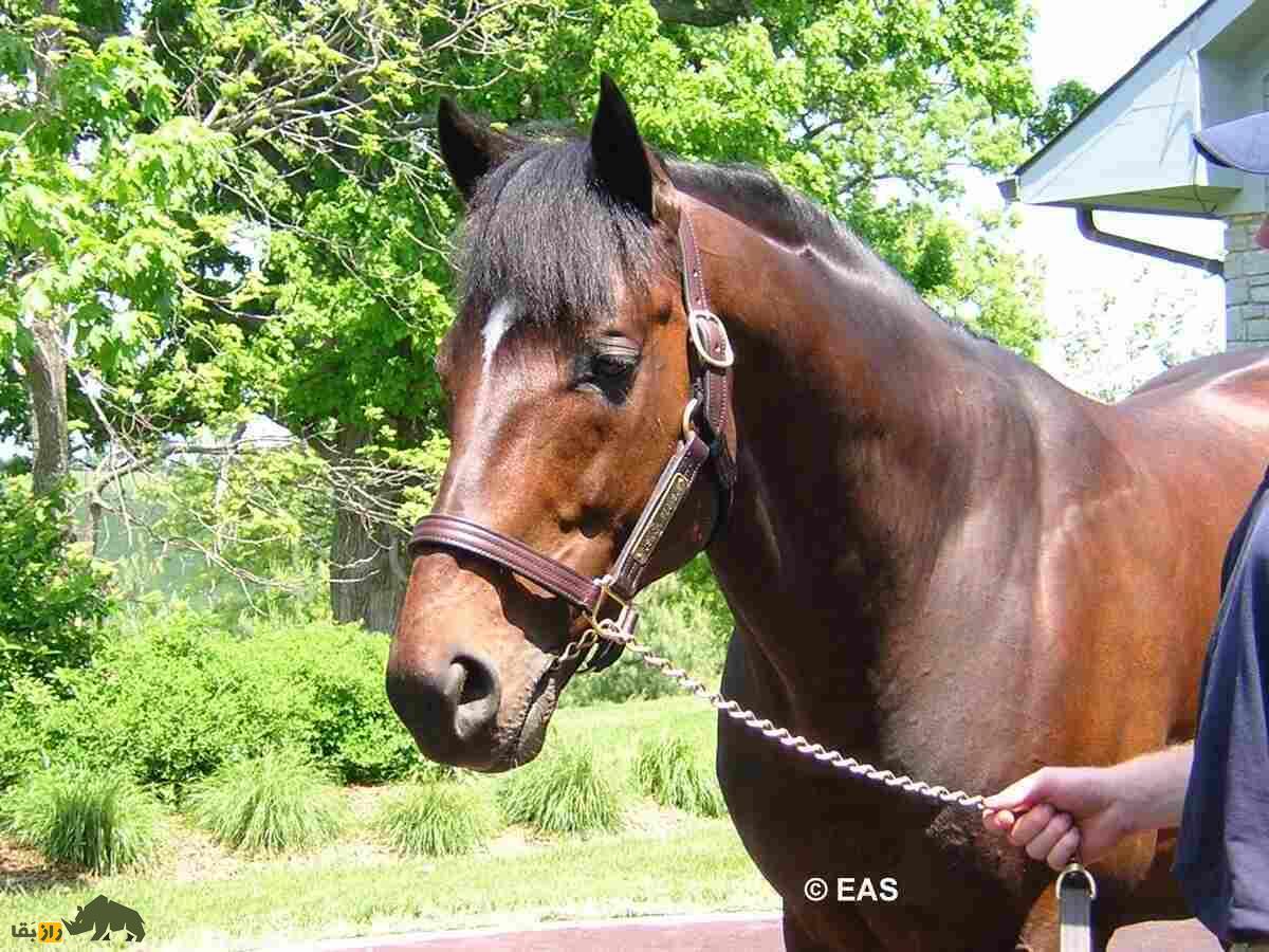 «فوسایچی پگاسوس»؛ اسبی که ارزش آن از لیونل مسی بیشتر است «فوسایچی پگاسوس»؛ اسبی که ارزش آن از لیونل مسی بیشتر است