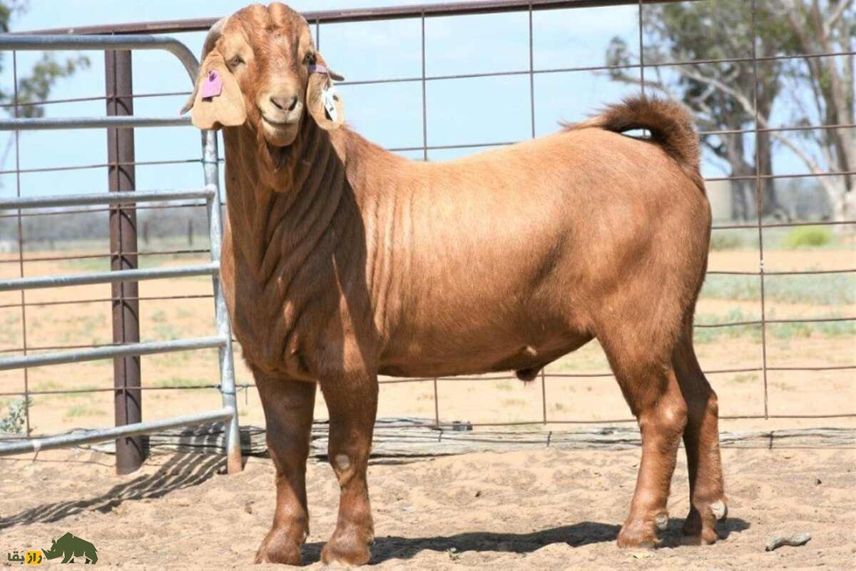 گرانترین «بز» تاریخ با قیمت ۵ میلیارد تومان