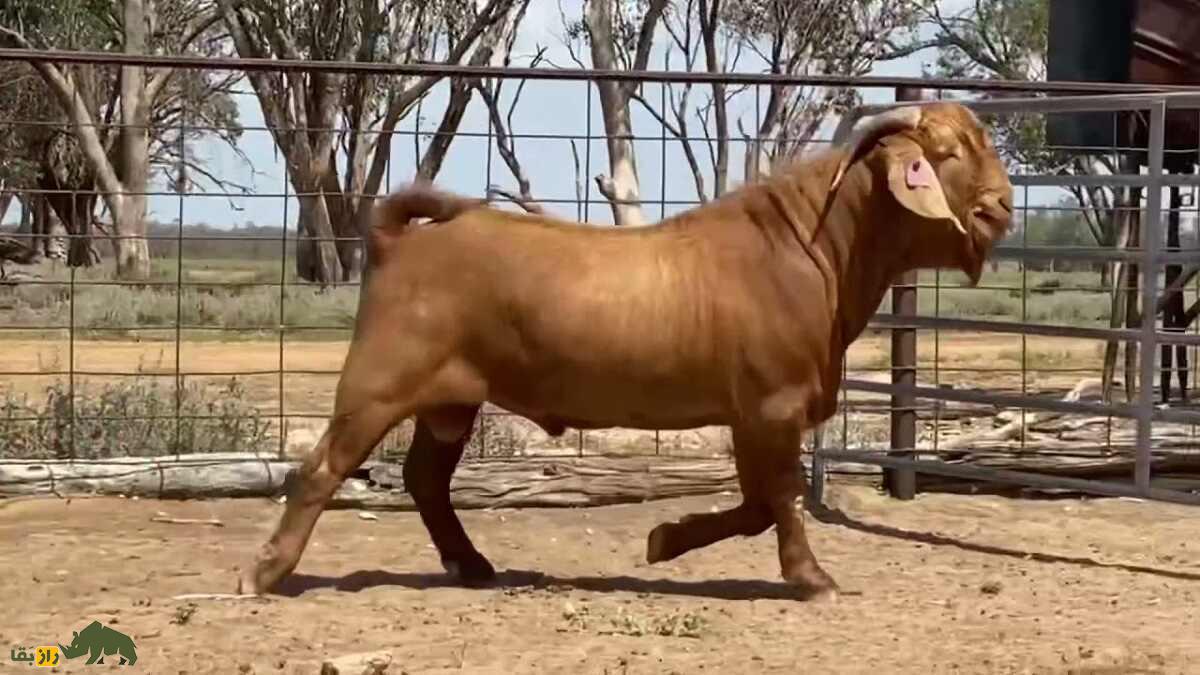 گرانترین «بز» تاریخ با قیمت ۵ میلیارد تومان