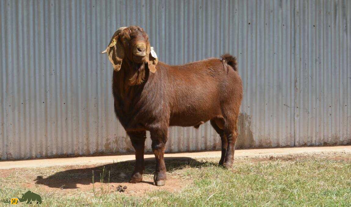 گرانترین «بز» تاریخ با قیمت ۵ میلیارد تومان