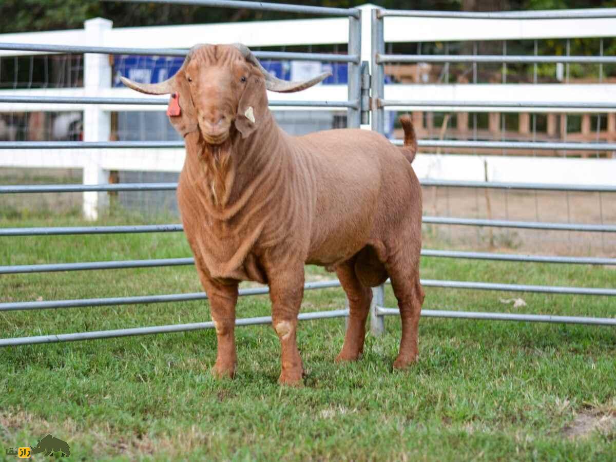 گرانترین «بز» تاریخ با قیمت ۵ میلیارد تومان