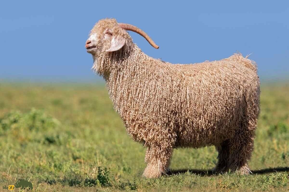 گرانترین «بز» تاریخ با قیمت ۵ میلیارد تومان