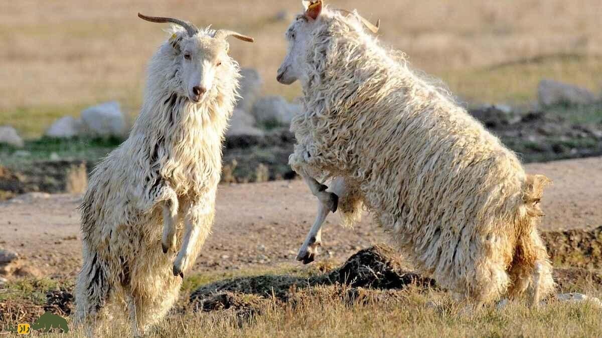 گرانترین «بز» تاریخ با قیمت ۵ میلیارد تومان