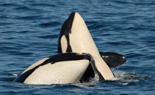 (ویدئو) استراتژی شگفت‌انگیز نهنگ‌های قاتل برای شکار فک دریایی