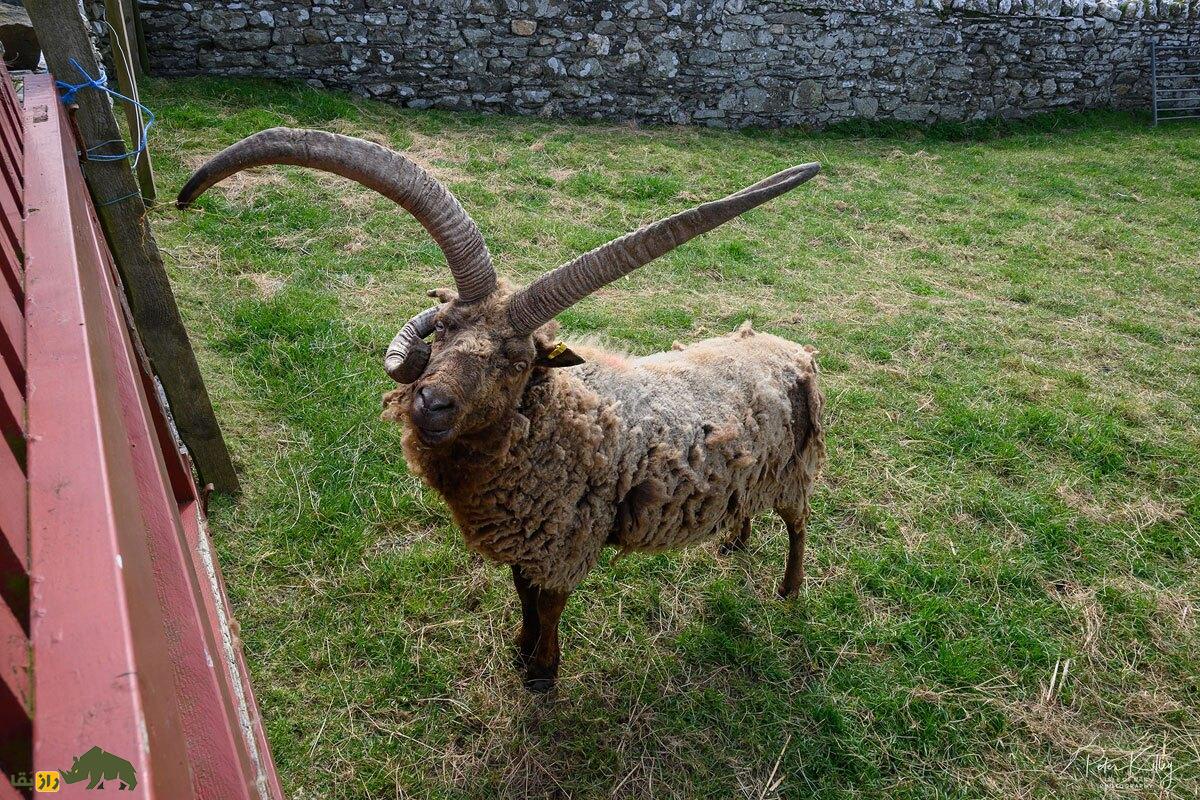 مانکس لوگتان؛ گوسفند چهار شاخ ماقبل تاریخی که کمیاب‌ترین گوسفند جهان است