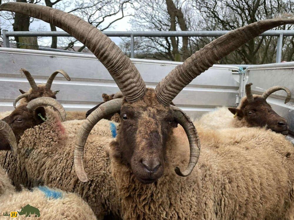 مانکس لوگتان؛ گوسفند چهار شاخ ماقبل تاریخی که کمیاب‌ترین گوسفند جهان است