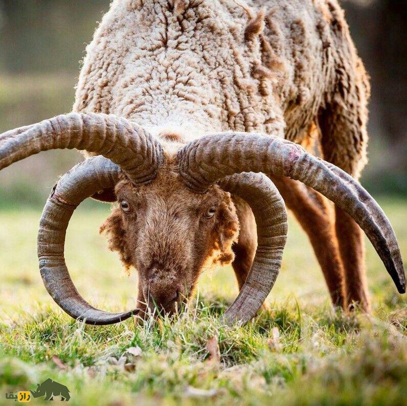 مانکس لوگتان؛ گوسفند چهار شاخ ماقبل تاریخی که کمیاب‌ترین گوسفند جهان است