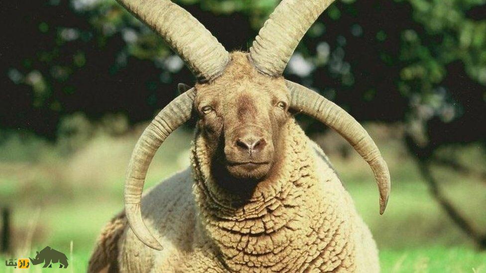 مانکس لوگتان؛ گوسفند چهار شاخ ماقبل تاریخی که کمیاب‌ترین گوسفند جهان است