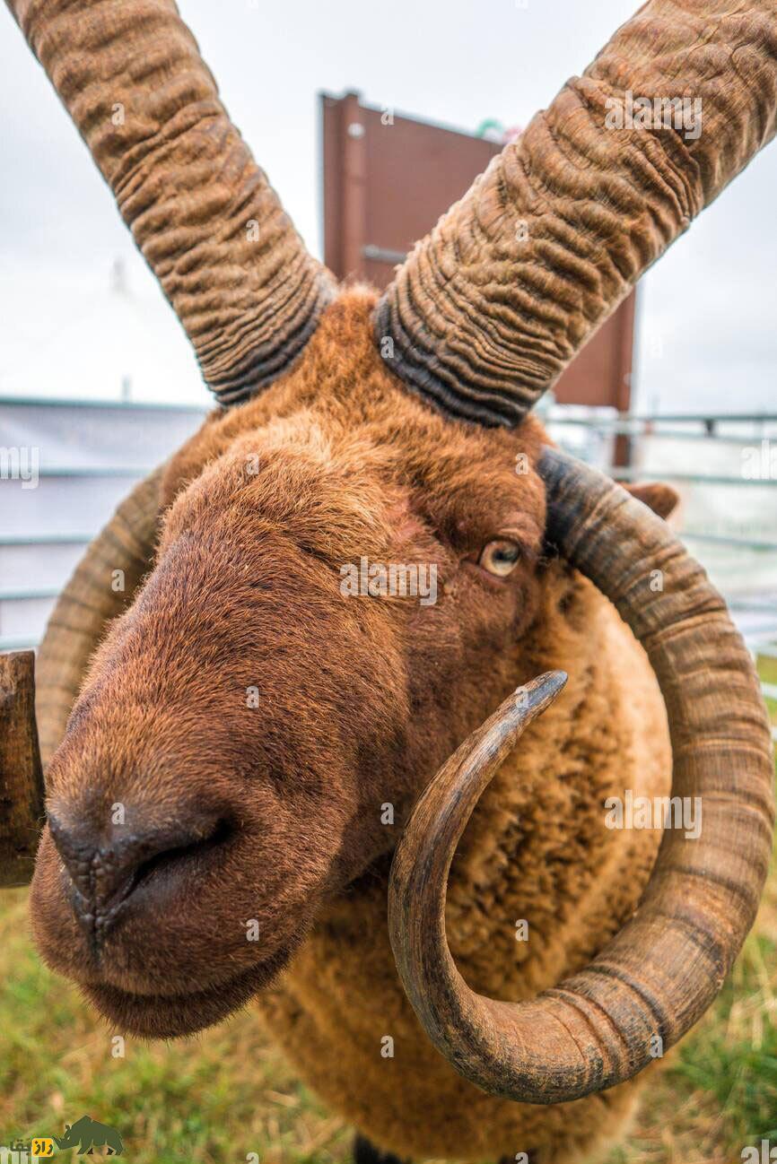 مانکس لوگتان؛ گوسفند چهار شاخ ماقبل تاریخی که کمیاب‌ترین گوسفند جهان است