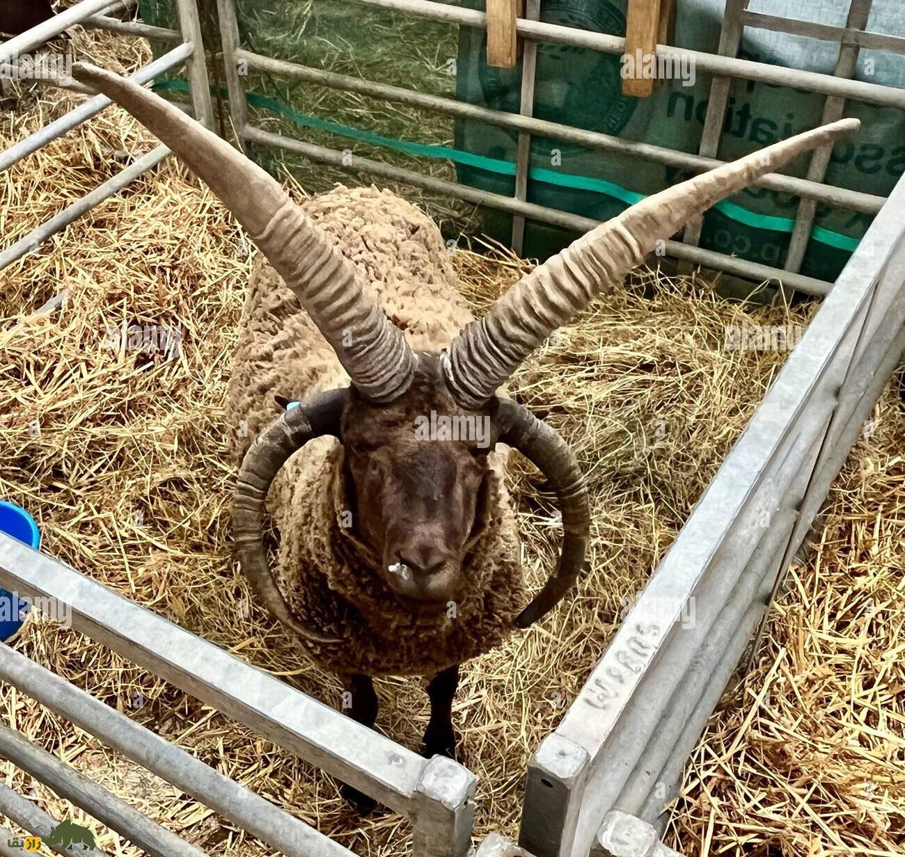 مانکس لوگتان؛ گوسفند چهار شاخ ماقبل تاریخی که کمیاب‌ترین گوسفند جهان است