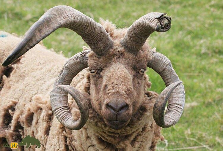 مانکس لوگتان؛ گوسفند چهار شاخ ماقبل تاریخی که کمیاب‌ترین گوسفند جهان است