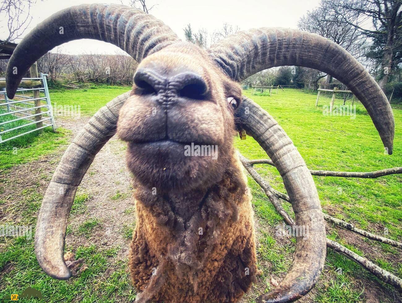 مانکس لوگتان؛ گوسفند چهار شاخ ماقبل تاریخی که کمیاب‌ترین گوسفند جهان است