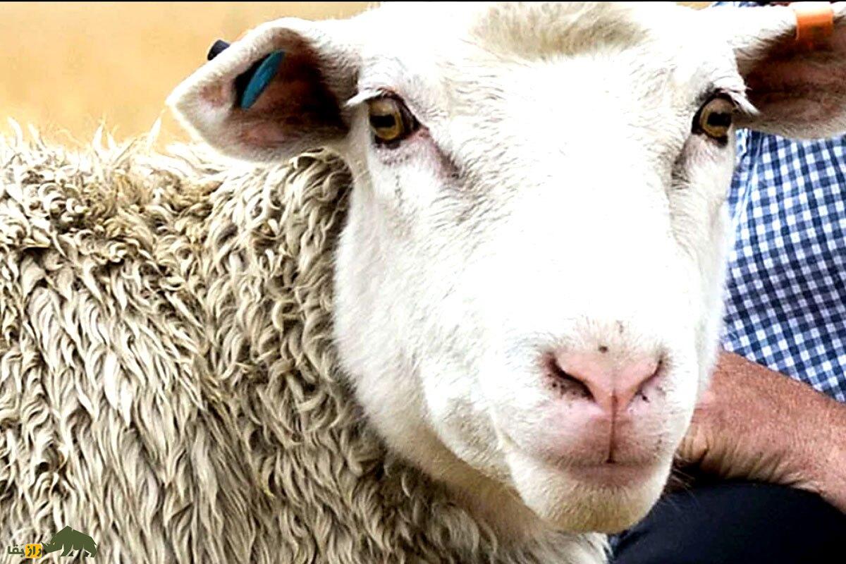 کشف یک گوسفند عجیب؛ گوسفندی که کچلی و موخوره را برای همیشه درمان خواهد کرد!