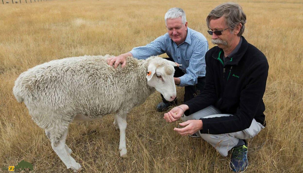 کشف یک گوسفند عجیب؛ گوسفندی که کچلی و موخوره را برای همیشه درمان خواهد کرد!