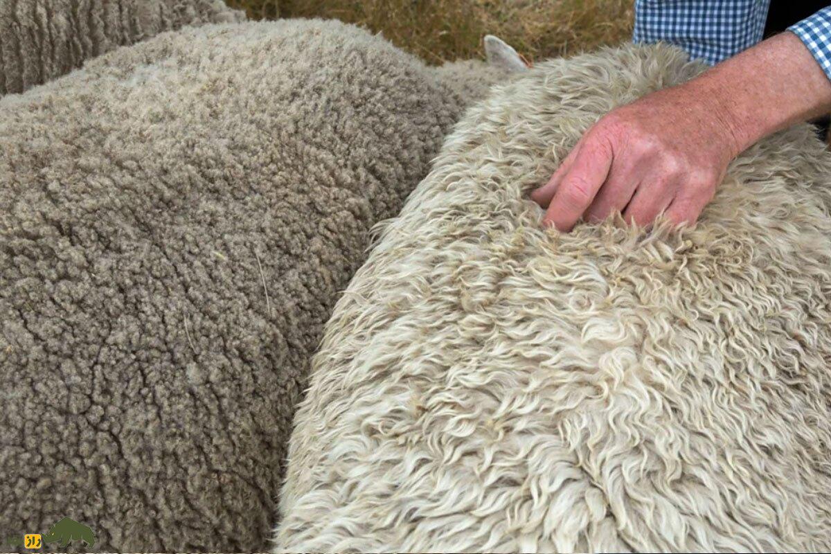 کشف یک گوسفند عجیب؛ گوسفندی که کچلی و موخوره را برای همیشه درمان خواهد کرد!